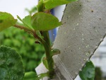 Les larves de chrysope pour la protection biologique du jardin