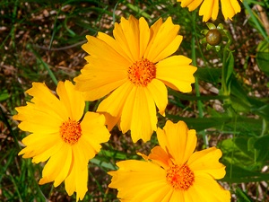 Coreopsis lanceolata