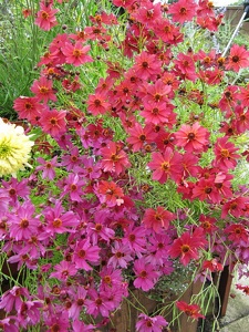 Coreopsis 'Limerock Passion' et 'Limerock Ruby'
