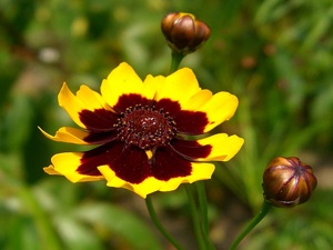 Coreopsis tinctoria