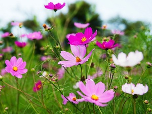 Cosmos