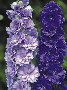 Delphinium F1 'New Millenium'