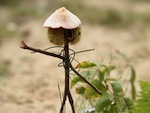 Dimanche Nature