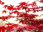 L'�rable du Japon