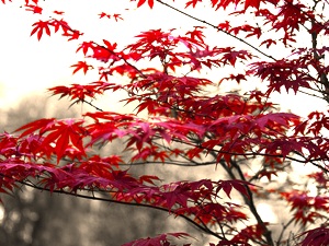Erable du Japon