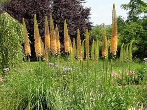 Eremurus