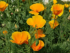 Eschscholtzia californica