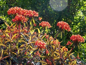 Euphorbia griffithii 'Fireglow'