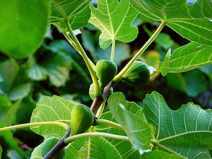 Feuilles de figuier et jeunes figues