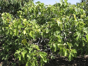 Ficus carica