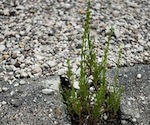 Sauvages de ma rue, un observatoire d�di� � la flore urbaine