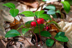 Gaultheria