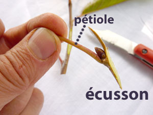 Ecusson et pétiole pour greffe
