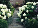 Hydrangeas arbustifs