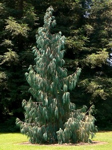 Jeune sujet de Cupressus cashmeriana