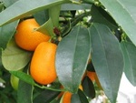 Kumquat