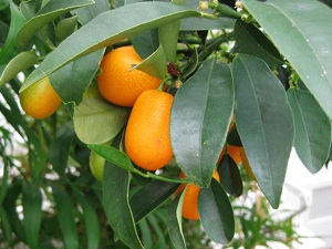 kumquat arbre