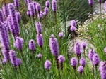 Liatris