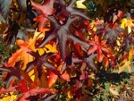 Le liquidambar