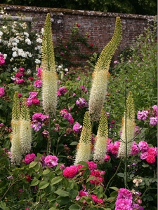 Eremurus et roses