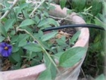 G�n�raliser le micro-arrosage