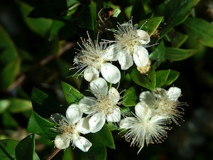 Fleurs de myrte