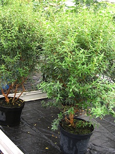 Myrtus communis - conteneur