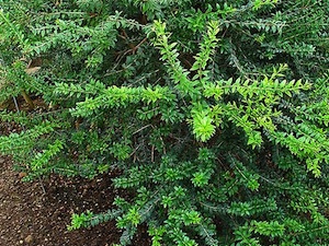Myrtus communis