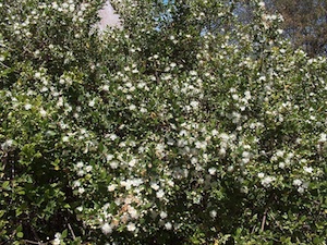 Myrte en fleurs