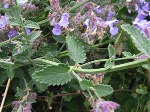 Nepeta x faassenii
