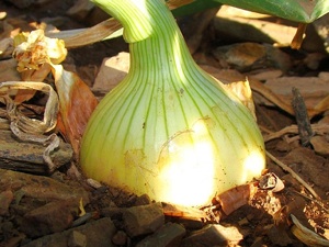 Oignon pr&ecirc;t &agrave; r&eacute;colter