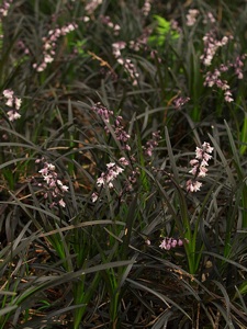 Ophiopogon planiscapus 'Nigrescens' en fleur