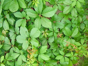 Parthenocissus quinquefolia
