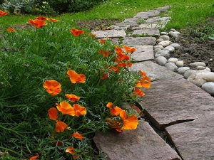 Pavots de Californie