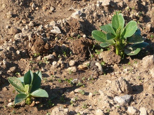 Jeunes plants de fèves