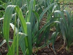 Poireau : plantation et culture
