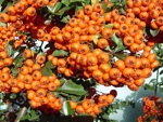 Pyracantha