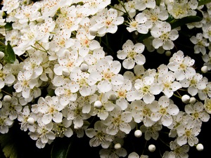Fleurs de pyracantha