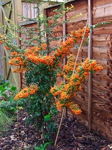 Pyracantha isol&eacute;