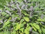 La sauge officinale