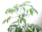 Le schefflera