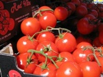 Le go�t des tomates