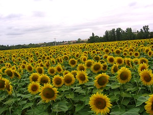 Champ de tournesol