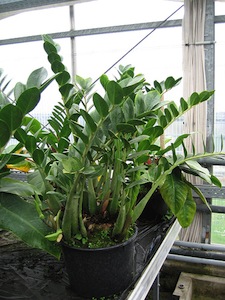 Zamioculcas zamiifolia