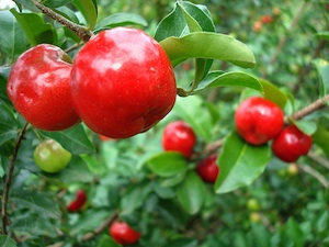 Acérola