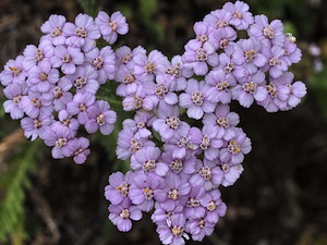 Achillée