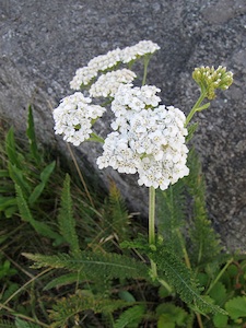 Achill&eacute;e millefeuille