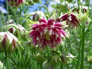 Aquilegia vulgaris 'Nora Barlow'