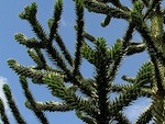 Araucaria