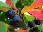 Aronia